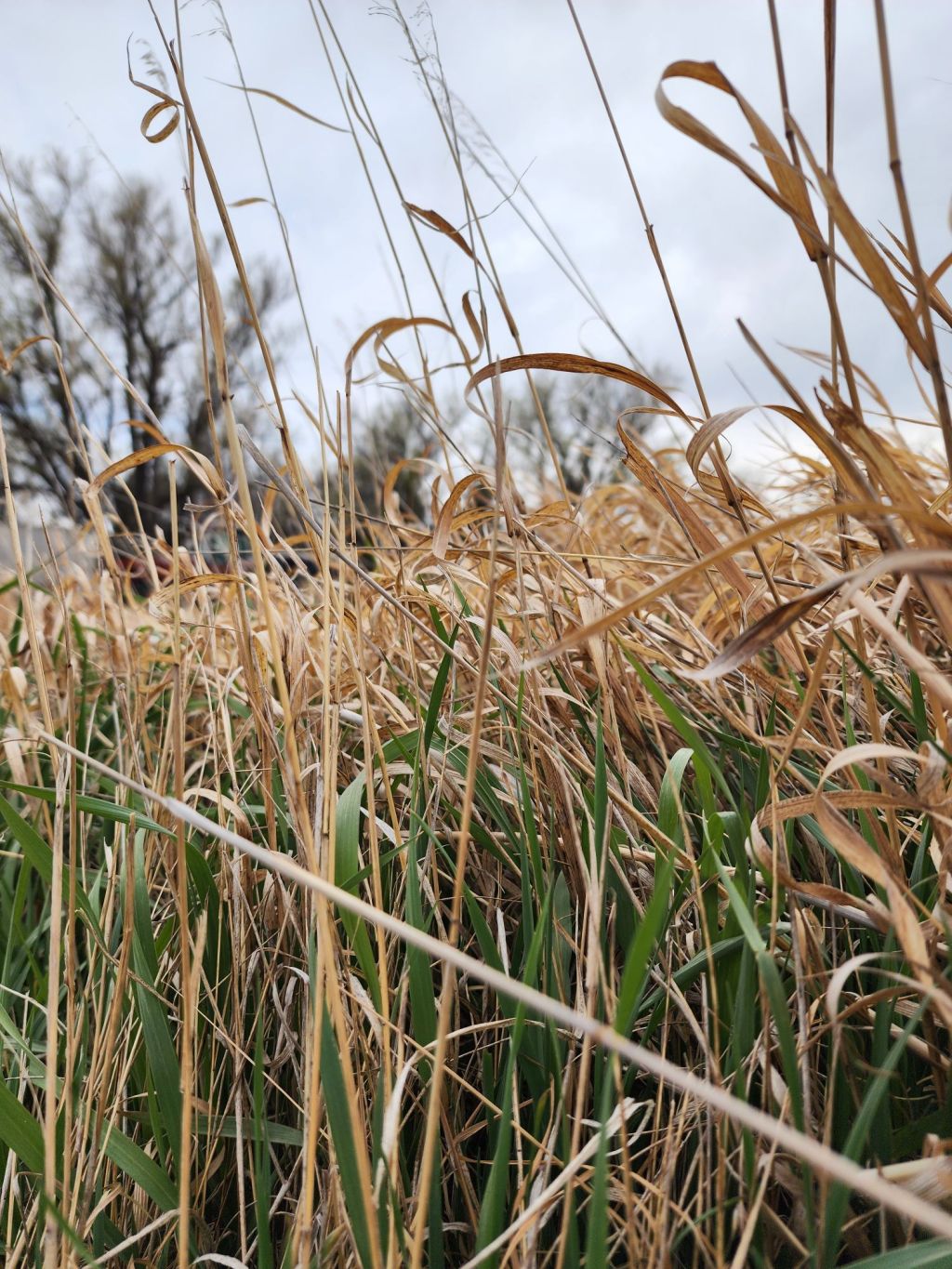 Stay Within Earshot When You Are In The&nbsp;Weeds